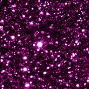 fuksia